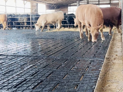 AgriDiamondSlat_WithBeefCowsVertical_LR